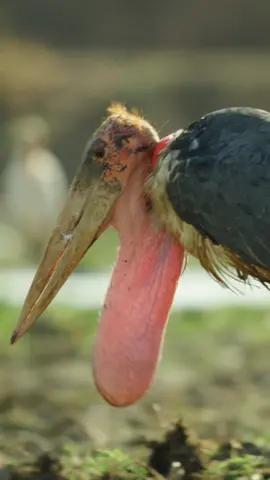 The marabou stork has a long reddish pouch hanging from its neck. This pouch is used in courtship rituals and is particularly conspicuous during breeding season.