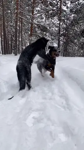 What would you do if you ever came across this duo? 😳 #fyp #foryoupage #panther #rottweiler #dog #blackpanther #wildlife #animalsoftiktok 