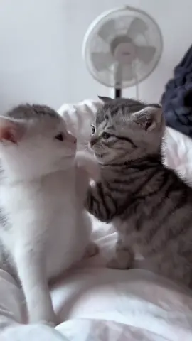 Don’t touch me..,#pet #cat #kitten #funny #cute #foryou 