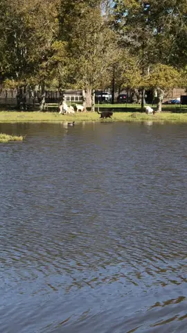 These 2 amaze me 🐕 🦆 #fyp #texas #interspeciesfamily #emotionalsupportduck 