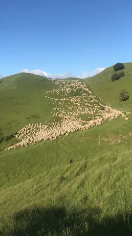 Big bad bear 🐻  #huntaway #workingdog #satisfying #fyp #fypシ #sheep #sheepdog #Outdoors #farming 