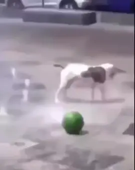 #whatthedogdoin #originalvideo #meme 