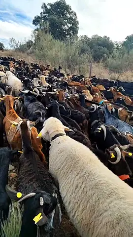 تربية الماعز في اسبانيا #البادية ##تربية_الماعز_في_اسبانيا #نايف_الشراري #كحلي_وأسامة #كعيد #المغرب🇲🇦تونس🇹🇳الجزائر🇩🇿 اسبانيا🇪🇸