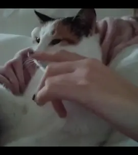 grazie sempre ❤️ #whenshelovedme #catsoftiktok #goodbye #ily