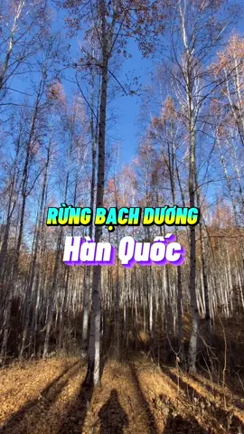 Khu rừng bạch dương đẹp như tranh vẽ ở Hàn Quốc. #travip #yeumaybay #LearnOnTikTok #bonbongangwon #TraveltoKoreaBeginsAgain 