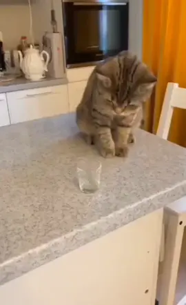 Stop Cat🥲#cat #broke #glass #polster #glas #katze #sound #funny #meme #fy #fell #cats #katzen #lustig #joke 