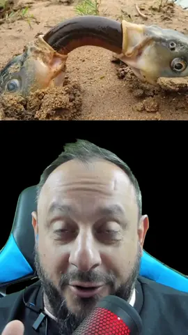 Enguias do mal invadem corpos de peixes?