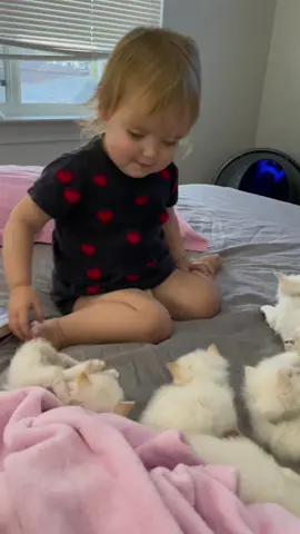 Kittens are so funny 