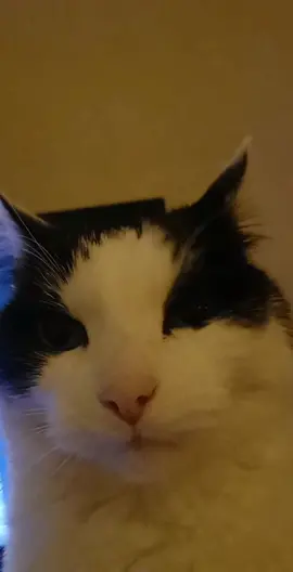 She is so proud  #catmemes #elgato #catmemesdaily #cats #catto #cursedcats #memes 