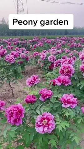 Beautiful Peony garden. #gardening #peony #graftertok #garden #foryourpage 