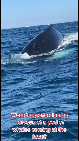 #HuluChippendalesDance #yellowstonetv #fyp #satisfyingvideo #viralvideotiktok #whale #whales #fishing #jaws #deepseafishing #foryou#tiktok 