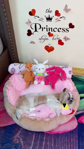 Good Morning! Pawfriends🐶 ka gigising ko lang po hehe… #princessthecutestdog5 #princessthekikaydog #doglovers #cutedogsoftiktok #foryoupage #fyp 