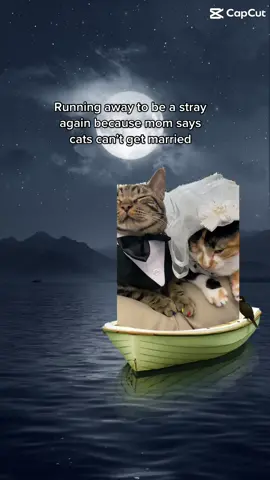 Chase is the definition of drama 🙄 #fyp #foryou #foryoupage 