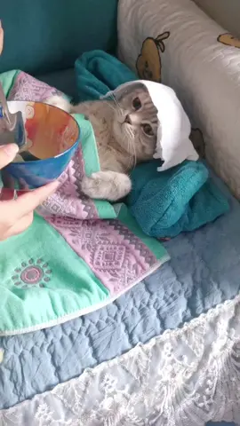 🐱 should I take this?#fyp #foryou #foryoupage #cat #catsoftiktok #cute #funnyvideos #funny #funnycat