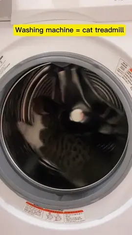 #catrunning #Running #catsoftiktok #cats #cat #petfunny #funny #humour #foryou #fy #cute #lovely #haha #petlifes #fypシ #Power