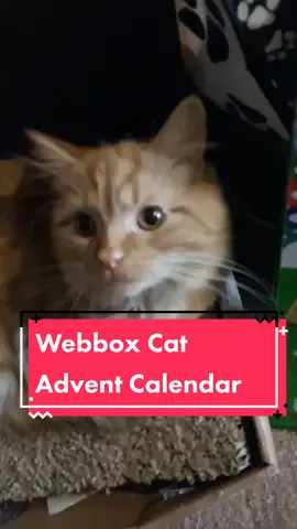 Not a huge win here. #cats #catsoftiktok #felines #pets #petoftiktok #petadventcalendar #webbox #advent #christmas 