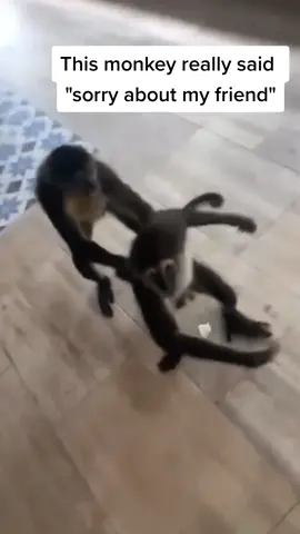 This monkey got some incredible manners 😂 (@New user )   #pubity #monkey #monkeys #monkeysoftiktok #monkeytiktok 