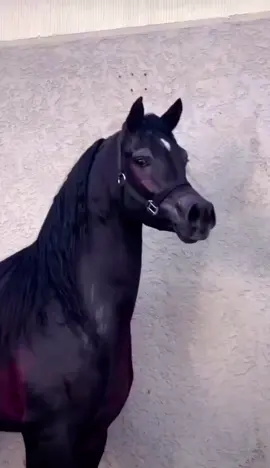 #عاشق_الخيل_Nour💖 #الادهم #عاشق_الخيل_العربي_الاصيل #ادب_الخيل #خيل_وخياله🐎 #عشق_الخيل_لا_ينتهي #فرسان #اكسبلور_تيك_توك #اكسبلورexplore #فولو_اكسبلور #كفووو 