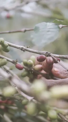 SITIKEWE . . . #takengon #gayo #kopigayo #wisata #kopi #fypage #fypシ゚viral #fyp #tanohgayo #fypdongggggggg #fyppppppppppppppppppppppp 