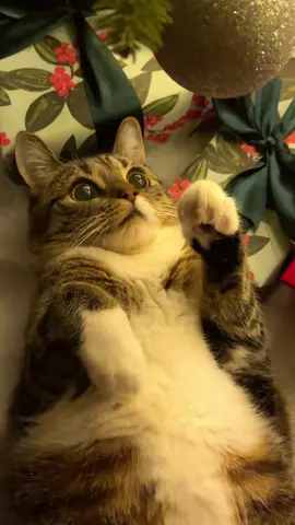 It’s tiiiime!!!!! 🎄✨ #catsoftiktok #christmas2022 #petlover #holidayvibes #rockingaroundthechristmastree 