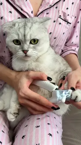 Cute Cats 🐈😺🐈 #catsvideo #cat #catsoftiktok #foryou #foryoupage #foryourpage 