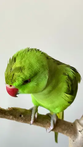 New Hairstyle 😂🫣💚🥰🦜💚🦜.   #parrot #parrotsoftiktok #parrots #parrotslover #parrotstiktok #parrotsworld #parrotlove #parrotslove #pet #pets #PetsOfTikTok #petlover #bird #birdsoftiktok #birds #birdtok #birdslove #indianringneck #greenparrot #roseringed #parakeet #parakeets #parakeetsoftiktok #parakeettraining #popat #peekaboo #talkingparrot #whistle #parrotsound #parrotsounds #chirping #animals #viral #abtohviralkrdo  #beautiful #cute 