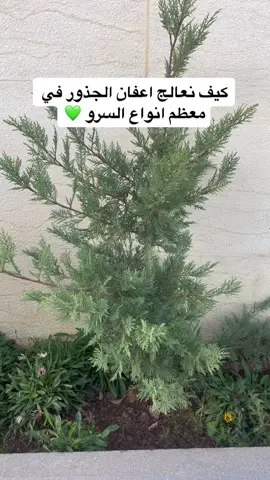 علاج اشجار السرو من اعفان الجذور التي تسبب الموت غالباً #الزراعة_مع_عياد #الاردن #عمان #سرو #معلومات_زراعية 