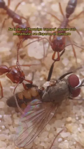 Anochetus, la hormiga prehistórica #ciencia #curiosidades #naturaleza  #hormigas 