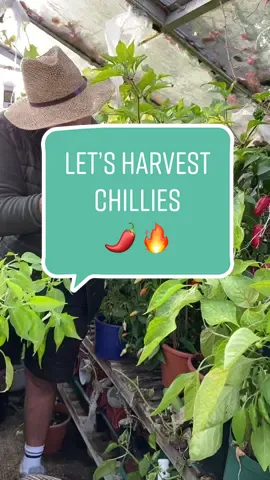 This is the last harvest before the frosts which is sad but I’m already excited for next year!! Growing chillies couldn’t be easier and we had such a long season this year due to a mild winter so far! On Monday the hot sauce cooking video will be coming out 😊🌱! #harvest #chillies #gardentoplate #organic #growyourownfood 