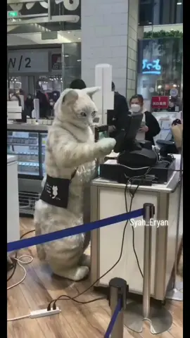 #catcashier #kucingjagakaunter #comel #osaka #cutecat - Kucing Comel Jadi cashier 🤭 Di Osaka Japan Katanya