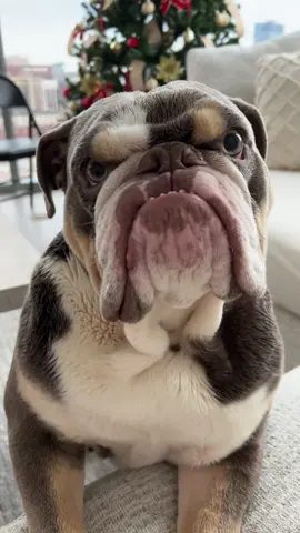 The tude is getting serious … #fyp #viral #englishbulldog #trending #funny #nightout #christmas 