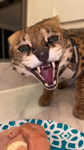 I don’t share chicken 🐓💥 #fijithekat #catsoftiktok #PetsOfTikTok #cat #savannahcatsoftiktok #chicken 