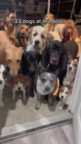 Experiment 2826282. Calling them in from back to front, I’d say 99.9% successful, other than Lumi being too nice to squeeze by. 😂 Any other order, I should try? 🙈