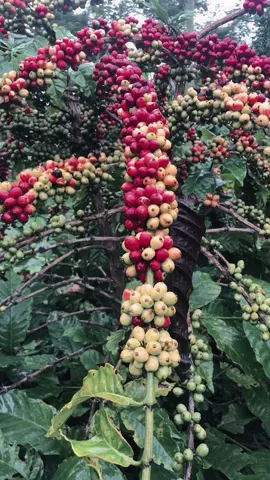 Hilo chào mọi người vào buổi sáng 