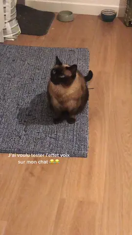 😂😂 #viral #voice #trend #cat #funny #fyp #tiktok 