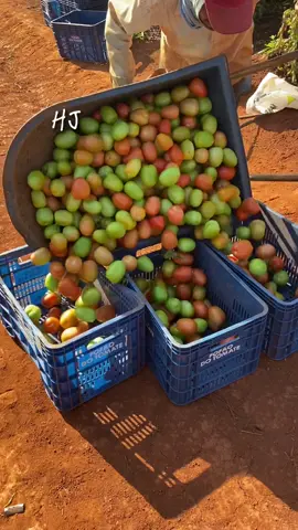 #CapCut #colheitadotomate🍅 #fofãodotomate