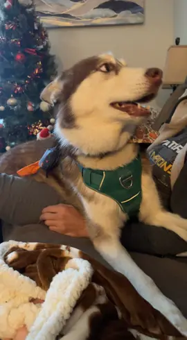 Conversations with Apollo. #talkinghusky #wildhusky #fluffydog 