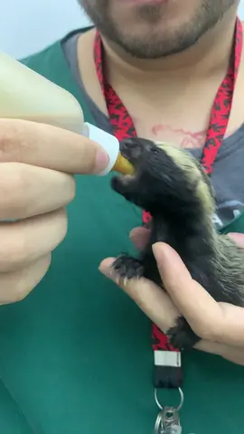Filhotinho de furão brasileiro tomando têtê! #animals #animais #ferret #furao #fy #brasil🇧🇷 #baby 