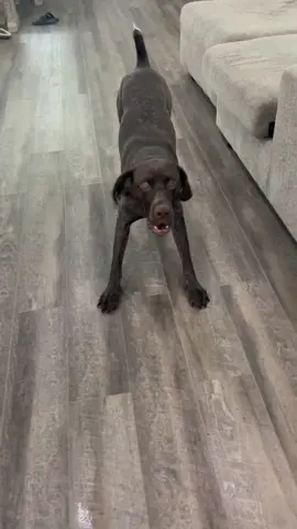 Blind German Short Hair pointer barking at me in wrong direction #gspsoftiktok  #rouxtheblindgsp #cantseeshit 