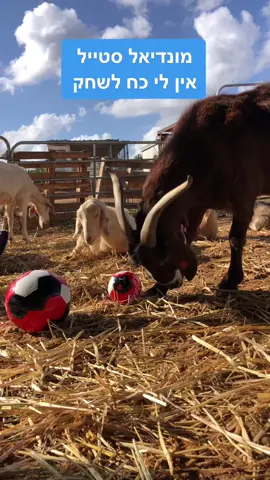 #מונדיאל2022 #חוותקרןאור #ויגןפרנדלי #חיותמצחיקות #כדורגל #mondiale2022 #fifa #fifa22 #foryou #fyp #veganfortheanimals #funnyanimals 