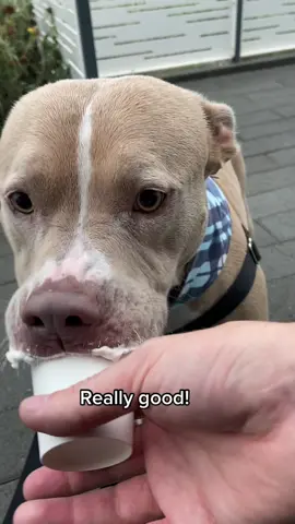 Especially when there is a pup cup! #dogs #dogsoftiktok #pupcup 