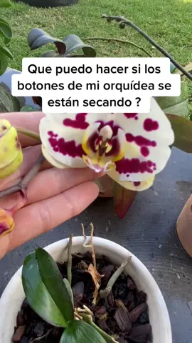 Si los botones de tus orquídeas se están secando prueba esto para elevar el nivel de humedad ambiental #flores #orquideas #plantas #floracion #