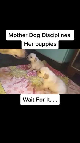 #fyp Mother Dog Disciplines Her pups #fyp #dog #puppy 