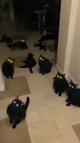 The cat’s eyes glow like gemstones! #kitty #kittensoftiktok #cat #blackcat #nightcat🐱 #catsoftheday #cute #catlover #PetsOfTikTok #animals #fyp #foryou 