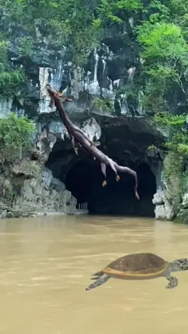 Rồng chui từ trong hang ra #xuhuongtiktok #suhuongtiktok2022 #rungron #rongxuathien #tusangtao #😱😱😱😱😱