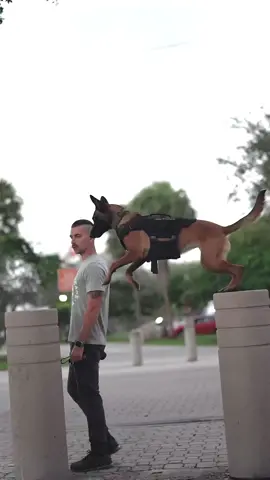 Balance Training with a @OneTigris K9 Harness #obedience #dogsoftiktok #malinoisdog #malinoisoftiktok #dog #dogfun #doglove 