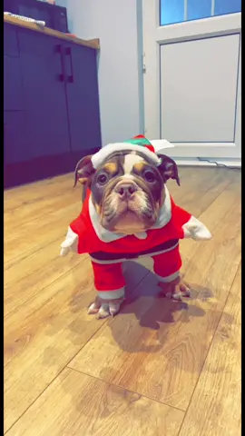 #garythebulldog2 #bulldog #Gary #cute #potato #britishbulldog #puppy #christmas#funny #dogs #