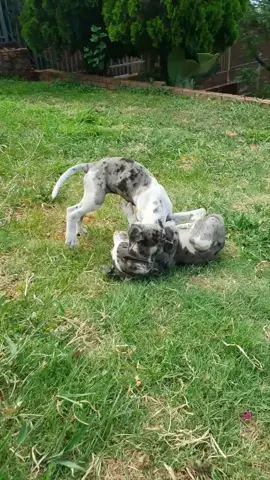 8 weeks old Great Dane puppies for sale,inoculated and ready to find a warm and loving home.R4000 is the selling price for these beautiful and gentle giants