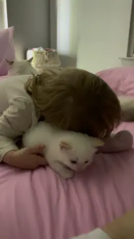 Blossom always wants more kittens 