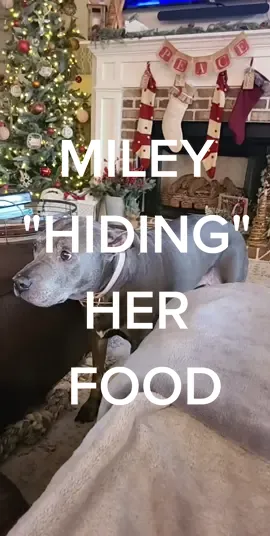 #pitbullsoftiktok #pitbulls #ohnobabywhatisyoudoing 